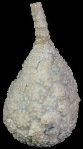 Cystoid (Holocystites) Fossil - Indiana #61968
